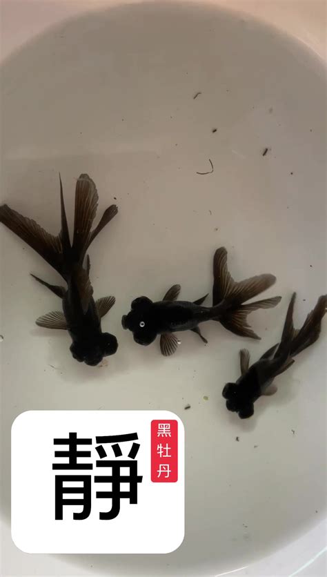 黑牡丹金魚風水|黑牡丹魚何時能帶來好運？